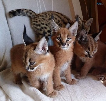 Caracal kittens