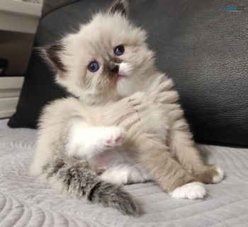 Ragdoll kittens 