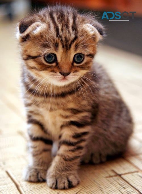  Scottish fold kittens,