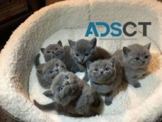 British shorthair kittens availabl now. 