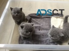 British shorthair kittens availabl now. 