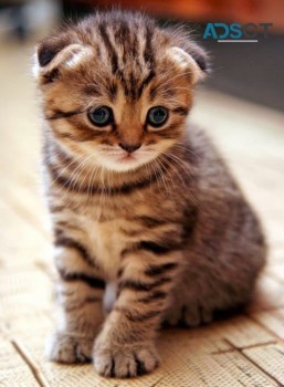 Scottish fold kittens,