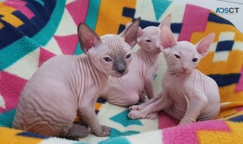 Sphynx kittens for sale.