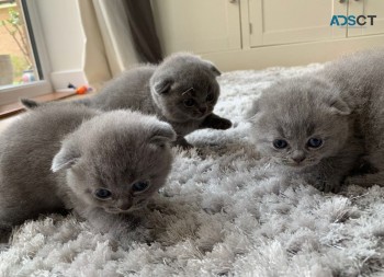 Scottish Fold kittens for sale.