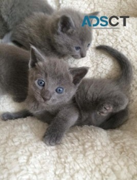 Sweet Russian Blue kittens available now