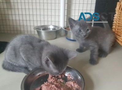 Sweet Russian Blue kittens available now