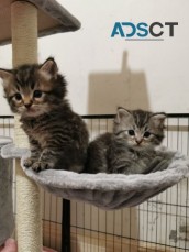 Maine Coon kittens for sale