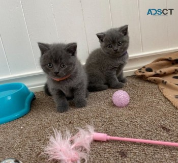 British Shorthair kittens for adoption