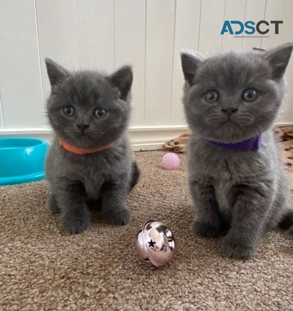 British Shorthair kittens for adoption