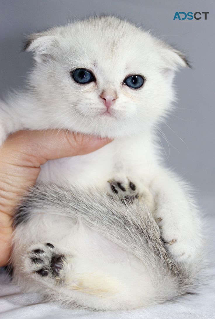 Gorgeous scottish fold kittens,