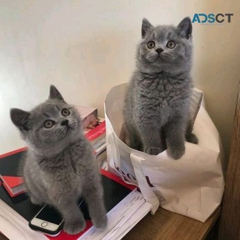 Georgeous British Shorthair Kittens