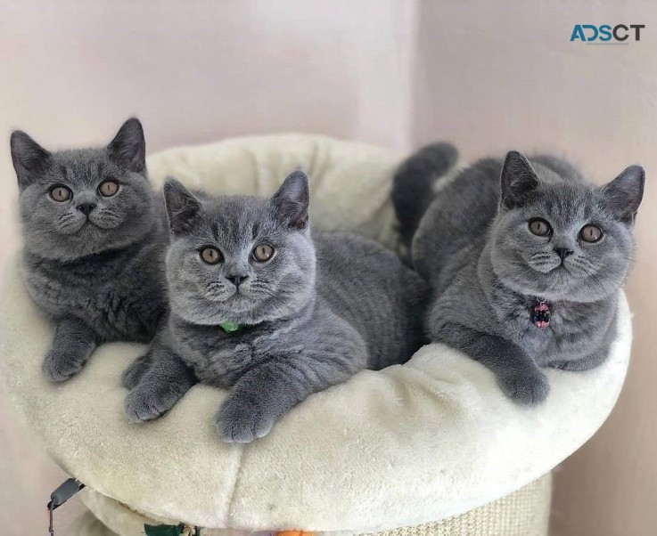 Georgeous British Shorthair Kittens