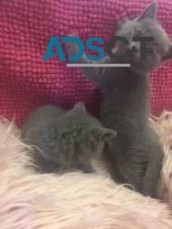 British shorthair kittens