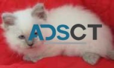 Ragdoll kittens for sale Registered Bree