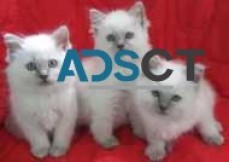 Ragdoll kittens for sale Registered Bree