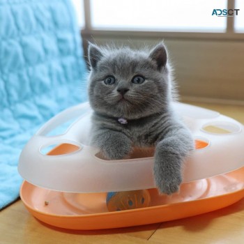 British Shorthair Kittens