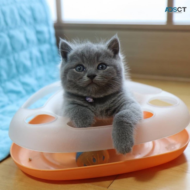 British Shorthair Kittens