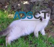 Sweet pedigree Ragdoll Kittens