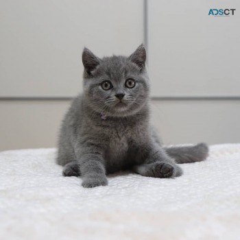 British Shorthair Kittens