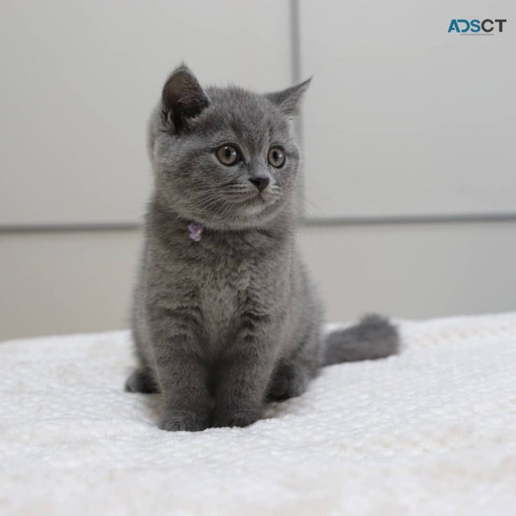 British Shorthair Kittens