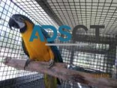 Mature Blue and Gold Macaw 