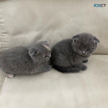 Scottish fold kittens