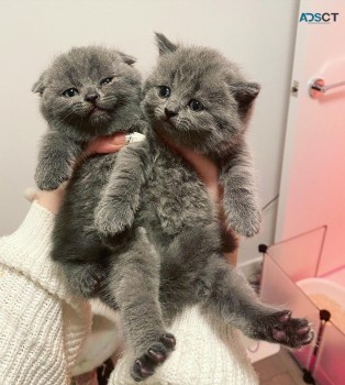 Scottish fold ready 