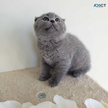 Scottish fold available 