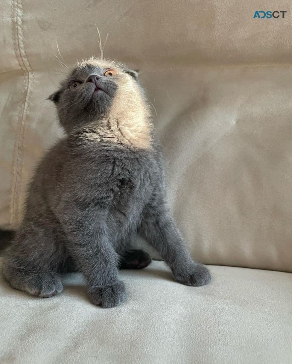 Scottish fold available 