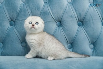 Scottish fold kittens for sale