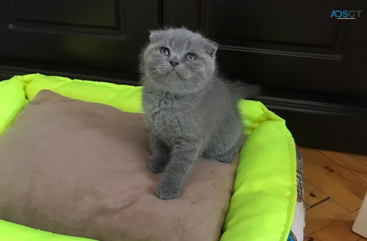 Scottish fold kittens for sale 