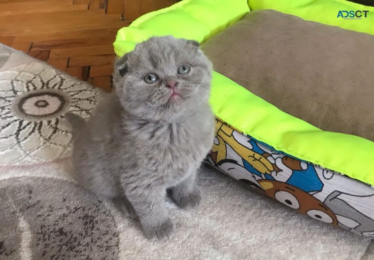 Scottish fold kittens for sale 