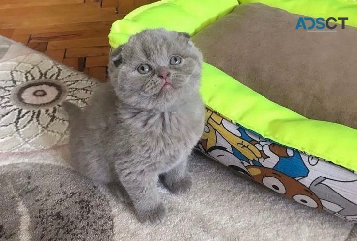 Scottish fold kittens for sale 