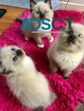 3 months old Ragdoll kittens for sale