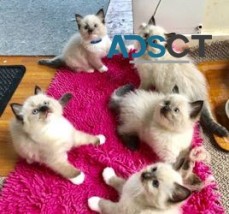 3 months old Ragdoll kittens for sale