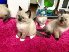 3 months old Ragdoll kittens for sale