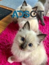 3 months old Ragdoll kittens for sale