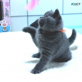 British Shorthair Kittens for sale