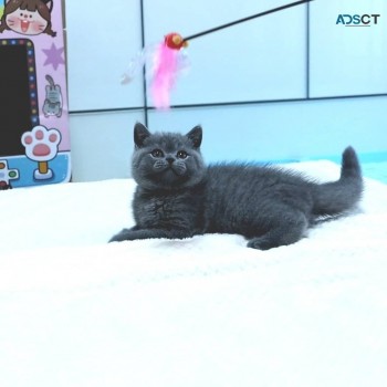 British Shorthair Kittens for sale