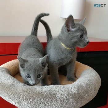 Russian blue kittens for sale