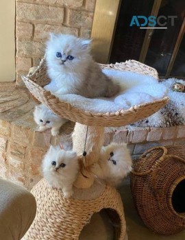 PERSIAN KITTENS FOR SALE 