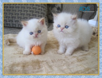 Persian kittens for sale