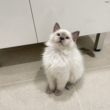 Purebred Ragdoll kitten