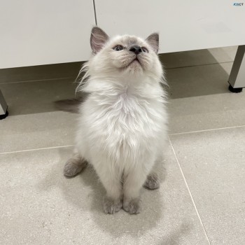 Purebred Ragdoll kitten