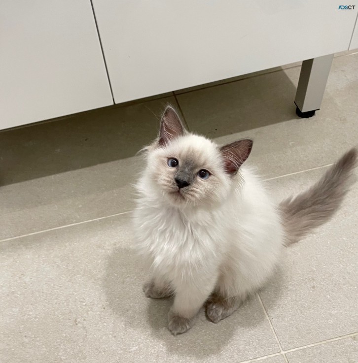 Purebred Ragdoll kitten