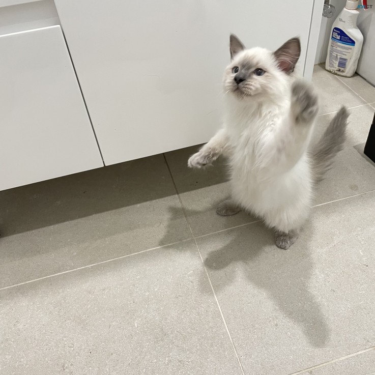 Purebred Ragdoll kitten