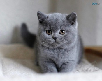 Lovely british shorthair kitten Ready fo