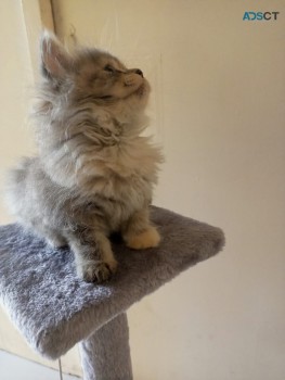 Persian Kitten For Sale