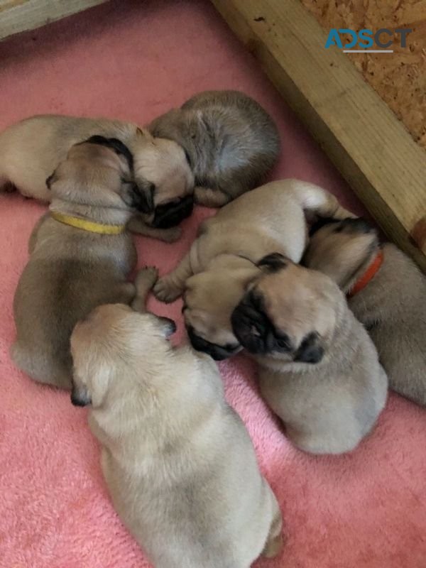 Pug puppies for sale