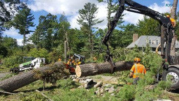 Tree Removal Melbourne